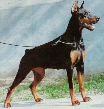 doberman puppies for sale. Doberman Breeders